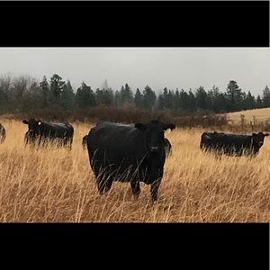 Meet your Posher, Audrey